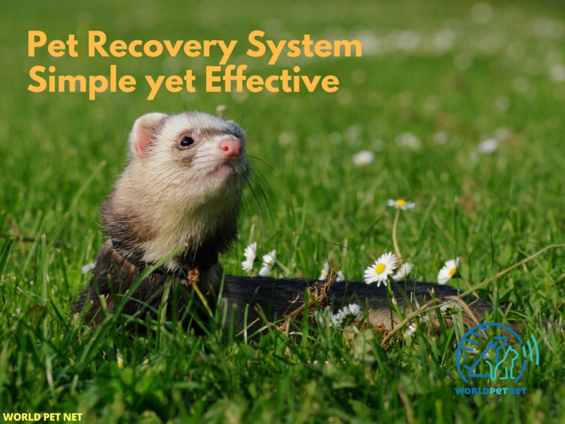 Microchip is a reliable identification form for all animals - pet recovery system